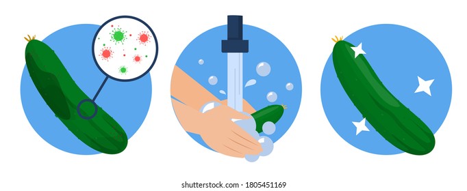 Hands washing dirty cucumber and it becomes clean vector isolated. Idea of health and hygiene. Cleaning food from bacterium, protection from the virus disease.