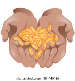 Hands with wheat grains in them on white background / Two hands of African American man with wheat grains in them 