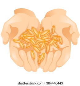 Hands with wheat grains in them on white background / Two hands of Caucasian man with wheat grains in them 