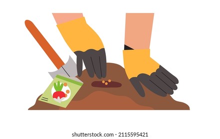 Hands working or arranging garden and planting. Spring season vegetables, herbs, flower or greenary planting. Character put plant seedlings into the ground. Farmer gardening or agriculture hobby.