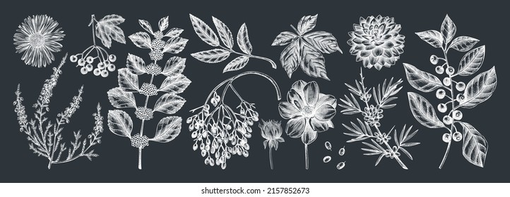 Hand-sketched autumn plants collection on a chalkboard. Elegant floral sketch art. Hand-drawn fall leaves, berries, and flowers sketches set. For autumn invitations, cards, wall art, print, and poster