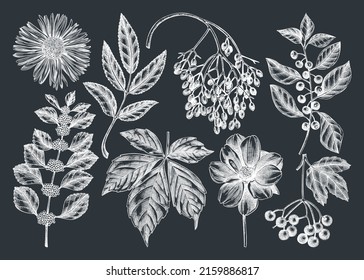Hand  sketched autumn plants collection chalkboard  Elegant floral sketch art  Hand  drawn fall leaves  berries  flowers sketches set  For autumn invitations  cards  wall art  print  poster 