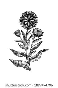 Hand-sketched Calendula illustration. Medicinal plant vector drawing in vintage style. Vintage herbs sketch or herbal tea ingredients, cosmetology, and traditional medicine. Vector summer flower. 