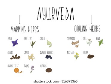 Hand-sketched collection of elements of Ayurvedic spices in our kitchen. Vector illustration. Warming and cooling Herbs and supplements Ayurveda.