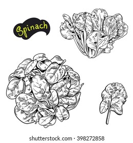 Hand-sketched Collection Of Spinach Elements. Hand Drawing Vector Illustration.