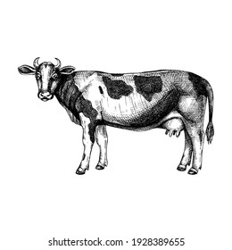 Hand-sketched cow illustration. Graphic hand-drawn sketch. Retro engraving with farm animal for menu restaurants, for packaging, markets, and shops. Vector vintage cow drawing.