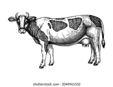 Hand-sketched  Cow vector illustration. Farm animal hand drawing. Spotted cow sketch. Vintage animal. Perfect for recipe, menu, label, icon, packaging, 