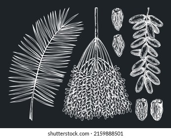 Hand-sketched date illustrations on chalkboard. Hand drawn leaves, fresh and dried fruits, branch, palm sketches set. Vintage dehydrated date fruits in engraved style. Delicious healthy food dessert. 