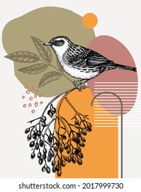 Hand-sketched Dunnock vector illustration. Perching bird on elderberry branch. Collage style illustration with geometric shapes and abstract elements. Creative bird art. Print, poster, card design