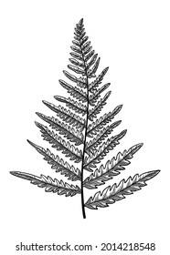 Hand-sketched eagle fern botanical illustration isolated on white.  Maidenhair spleenwort hand-drawing. Engraved style fern on white background. Woodland plants and botanical element sketch