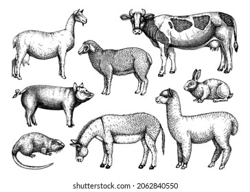 Hand-sketched farm animals vector collection. Cow, lama, donkey, goat, rabbit, sheep and other vintage animals on white background. Farm hand-drawings for labels, icons, packaging, banners, books.