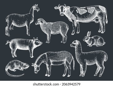 Hand-sketched farm animals vector collection. Cow, lama, donkey, goat, rabbit, sheep and other vintage animals on white background. Farm hand-drawings for labels, icons, packaging, banners, books.