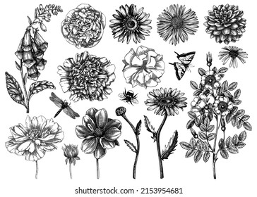 Hand-sketched flower illustrations collection. Vintage summer florals drawing set. Detailed and elegant garden plants on white background. Botanical design elements in engraved style.