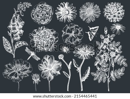 Hand-sketched flower and insect illustrations collection. Vintage summer florals hand-drawing set. Detailed and elegant garden plant sketches on a chalkboard. Botanical elements in engraved style.