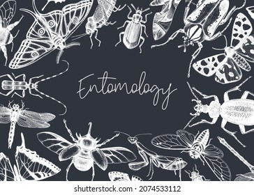 Hand-sketched insect banner template. Hand drawn beetles, bugs, butterflies, dragonfly, cicada, moths, bee illustrations in vintage style. Entomological frame design on chalkboard