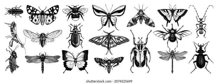 Hand-sketched insects collection. Hand-drawn beetles, bugs, butterflies, dragonflies, cicada, moths, bees set in vintage style. Entomological vector drawings of insects isolated on white background.