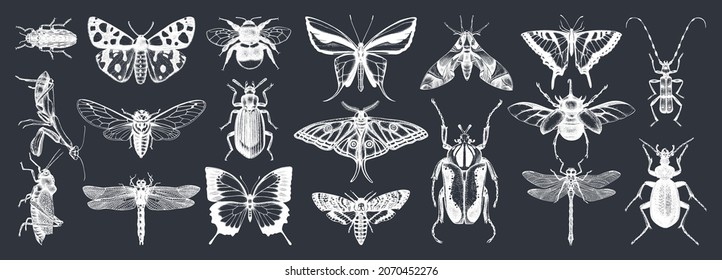 Colección de insectos a mano en una pizarra. Escarabajos dibujados a mano, insectos, mariposas, libélulas, cigarras, polillas, abejas enmarcadas en un estilo vintage. Dibujos enttomológicos detallados de diferentes insectos.