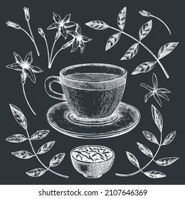 Hand-sketched jasmine tea in a glass mug illustrations on chalkboard. Vector sketch of hot drink in an elegant cup, dried leaves, jasmine blossom. Green Tea drawing for cafe or restaurant menu design