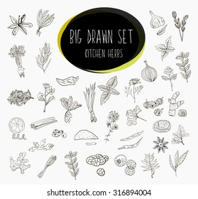 Hand-sketched a large collection of elements spices in our kitchen. Herbs and supplements for cooking. Vector illustration