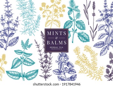 Hand-sketched Mints and Balms banner. Mint plants vector design. Medicinal herbs, summer flowers, herbal tea ingredients background. Perfect for beverages, cosmetics, perfumery. Botanical illustration