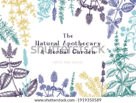 Hand-sketched mints and balms frame. Mints plants design. Vintage summer herbs and wildflowers, summer hand drawings. Herbal tea ingredients template. Botanical background for packaging, menu, recipe.