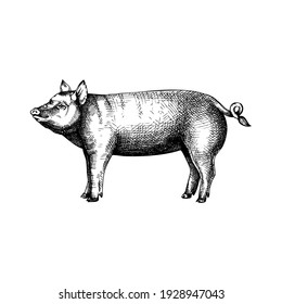 Hand-sketched pig illustration. Graphic hand-drawn animal sketch. Retro engraving farm animals for menu restaurants, for packaging, markets and shops. Vector vintage pig illustrations.