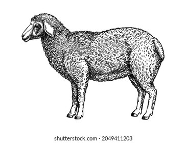 Hand-sketched sheep vector illustration. Farm animal hand drawing. Cute sheep sketch. Vintage farm animal. Perfect for recipe, menu, label, icon, banner, packaging