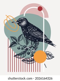 Hand-sketched Starling vector illustration. Perching bird on buckthorn branch. Collage style illustration with geometric shapes and abstract elements. Creative bird art. Print, poster, card design