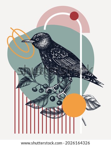 Hand-sketched Starling vector illustration. Perching bird on buckthorn branch. Collage style illustration with geometric shapes and abstract elements. Creative bird art. Print, poster, card design