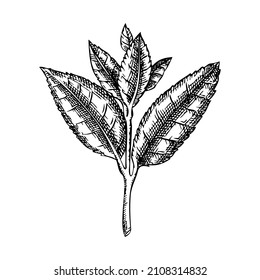 Hand-sketched tea leaves illustrations. Vector sketch of tea plant isolated on white. Vintage Camelia leaves drawing for tea brands, packaging, logos design