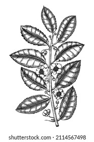 Ilustraciones de la planta de té esbozadas a mano. Esbozo vectorial de Camellia con hojas y flores aisladas en blanco. Dibujo manual de vintage para marcas de té, empaque, logotipos de diseño