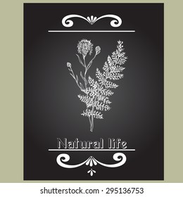 Hand-sketched templates with wildflowers, grasses, leaves . Templates for design. Eco, health, natural, seasons. Suitable for ads, invitations, signboards, business  card, web banner designs