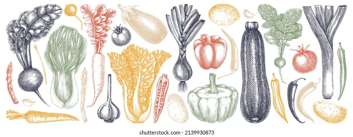 Hand-sketched Vegetable collection. Vector set of hand-drawn tomatoes, squashes peppers, asparagus, potatoes, asparagus, and other vegetables drawings. Vintage plants in color and in engraved style. 