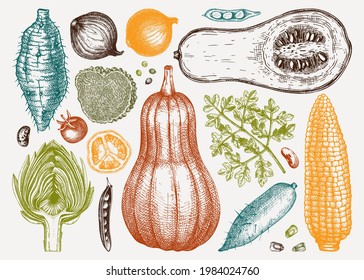 Hand-sketched vegetable drawings in colors. Seasonal food ingredients - herbs, vegetables, mushrooms illustration. Healthy food vector set in vintage style. Can be used for menu, banners, recipes.