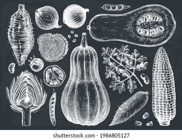 Hand-sketched vegetable drawings on chalkboard. Seasonal food ingredients - herbs, vegetables, mushrooms illustration. Healthy food vector set in vintage style. Can be used for menu, banners, recipes.