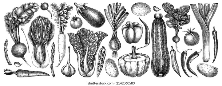 Hand-sketched vegetables collection. Vector set of hand-drawn healthy fresh vegetable illustrations. Vintage black edible plants in engraved style. For menu, recipe, packaging, wrapping paper, logos.