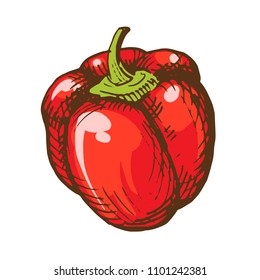 Handsketched vintage style vector ink illustration of bell pepper isolated on white background. Red paprika sketch.