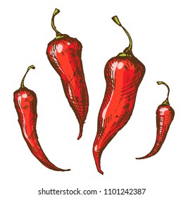 Handsketched vintage style vector ink illustration of red spicy and hot chili, thai and cayenne peppers isolated on white background. 