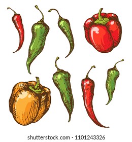 Handsketched vintage style vector ink set of different paprika sorts. Bell, serrano, chili, cayenne, jalapeno, tabasco and thai pepper pods illustration isolated on white background. Spicy collection
