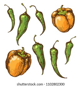 Handsketched vintage style vector ink set of different paprika sorts. Bell, serrano, chili, jalapeno, tabasco and thai pepper pods illustration isolated on white background. Spicy collection