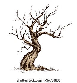 Handsketched vintage vector illustration of old crooked tree. Dry wood, tinder. Deciduous oaktree ink sketch on white background. Freehand linear picture in retro doodle graphic style. 