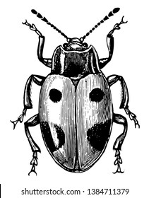 Handsome Fungus Beetle is an insect in the Cucujoidea superfamily of beetles, vintage line drawing or engraving illustration.