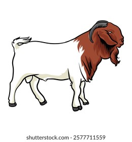 A handsome male boer for illustration and logo with a separate white background