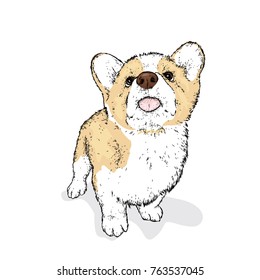 Handsome puppy. A pedigree dog in clothes and accessories. Corgi. Vector illustration.