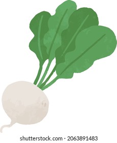 Handwriting style. Vector illustration of turnip. Illustration material. crops. vegetable harvest.