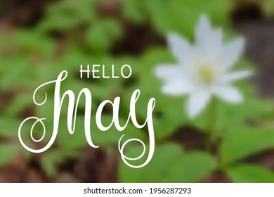 Handwritten, hello may, lettering message. May welcome quote with leaves . Modern lettering. May design for cards, banners, posters. Blurred background.