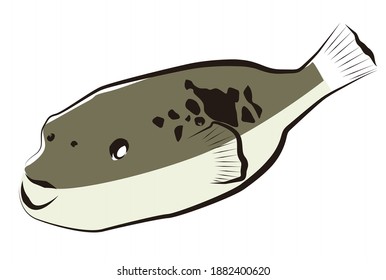 Handwritten illustration of fish blowfish.