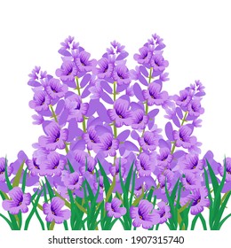 Handgeschriebene Lavendelblume. Vektorgrafik