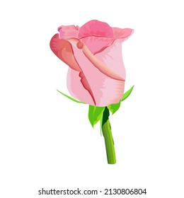 Handwritten rose flower vector illustration on white background