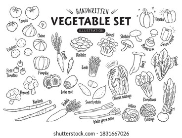 
Handwritten rough vegetable illustration set
